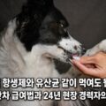 강아지 항생제와 유산균 같이 먹여도 될까요 &mdash; 시간차 급여법과 24년 현장 경력자의 결론