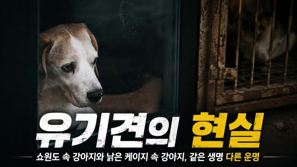유기견의 현실 쇼윈도 속 강아지와 낡은 케이지 속 강아지 같은 생명 다른 운명