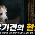 유기견의 현실 쇼윈도 속 강아지와 낡은 케이지 속 강아지 같은 생명 다른 운명