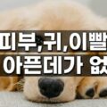 강아지 장 피부 귀 이빨 뼈 아픈곳 5군데 증상