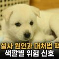 강아지 설사 원인 대처법 색깔별 위험 신호 핵심정리