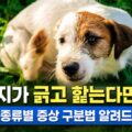 강아지가 긁고 핥는다면 피부병 종류별 증상 구분법