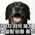 강아지 치석 제거 스케일링 비용 총정리 구강관리
