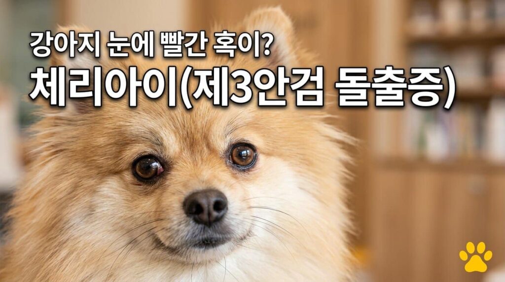 강아지 체리아이 제3안검 돌출증 원인 치료