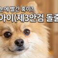 강아지 체리아이 제3안검 돌출증 원인 치료