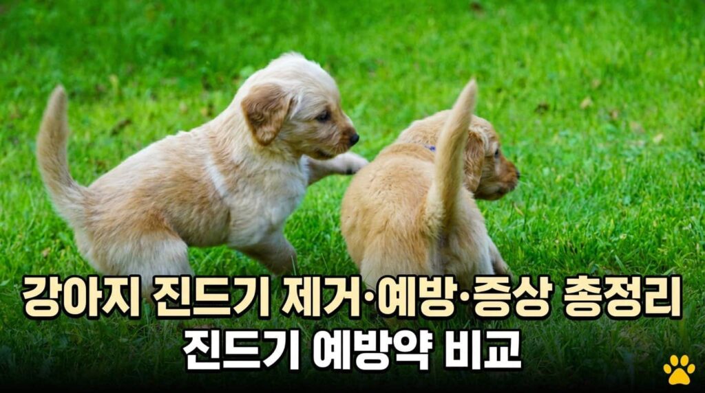 강아지 진드기 제거 예방 증상 총정리 진드기 예방약 비교