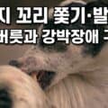 강아지 꼬리 쫓기 발 빨기 단순 버릇과 강박장애 구별법