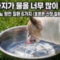 물을 너무 많이 마시는 강아지 다음다뇨 증상