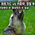 강아지 하트가드 vs 카피약 정말 똑같을까, 24년 영업맨이 본 제네릭의 두 얼굴