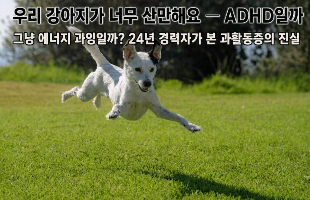 한시도 가만히 못 있고 뛰어다니는 산만한 강아지 — 강아지 ADHD 과활동증