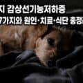 강아지 갑상선기능저하증