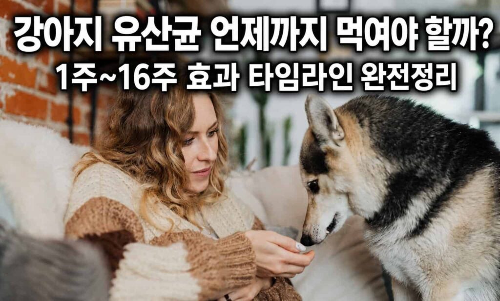 강아지 유산균 복용 기간별 효과 타임라인 1주차부터 16주차까지 정리 인포그래픽