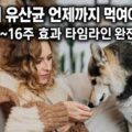 강아지 유산균 복용 기간별 효과 타임라인 1주차부터 16주차까지 정리 인포그래픽