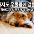무기력하게 누워있는 강아지 — 강아지 우울증 증상과 회복법
