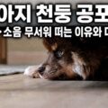 천둥소리에 겁먹고 구석에 웅크려 숨은 강아지 &mdash; 천둥 공포증