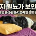 강아지 혈뇨 방광염 증상을 설명하는 썸네일 이미지
