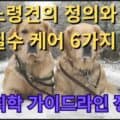 노령견 관리 6가지 필수 케어법 건강검진 영양제 치매예방 구강관리