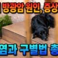 강아지 방광암 증상과 치료, 방광염과 구별법