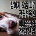 수컷 강아지 혈뇨와 전립선 질환을 다룬 글의 썸네일, 비대증부터 전립선암까지 총정리
