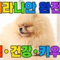 포메라니안 완전정복 성격 건강 키우는 법 안내 표지