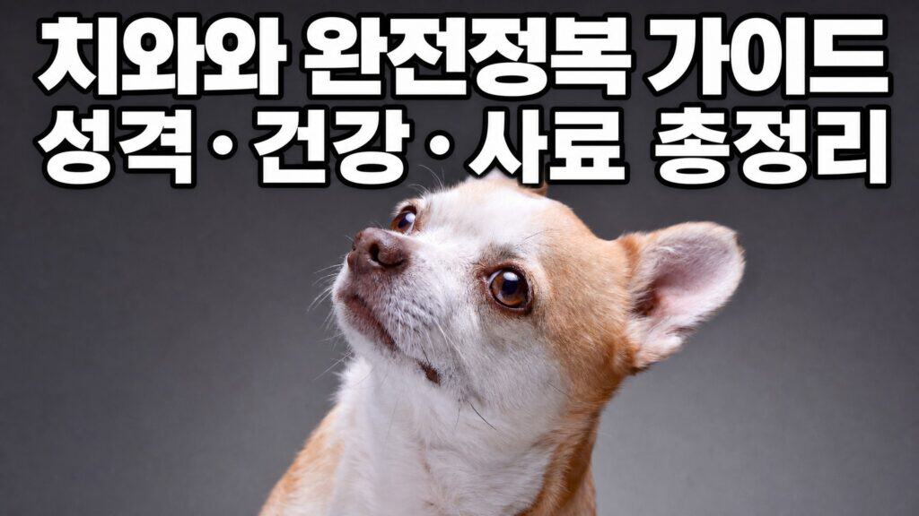 치와와 성격 건강 사료 완전정복 가이드 대표 이미지