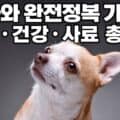 치와와 성격 건강 사료 완전정복 가이드 대표 이미지