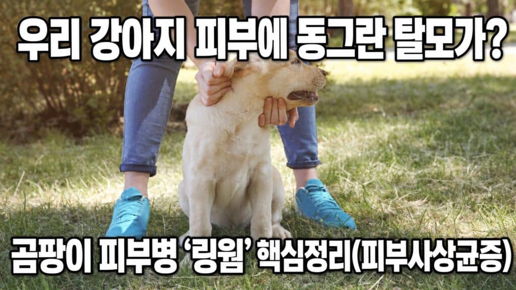텍스트 보호자가 강아지를 쓰다듬다가 피부에서 동그란 탈모를 발견하는 모습, 링웜(곰팡이 피부병) 의심 증상