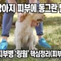 텍스트 보호자가 강아지를 쓰다듬다가 피부에서 동그란 탈모를 발견하는 모습, 링웜(곰팡이 피부병) 의심 증상