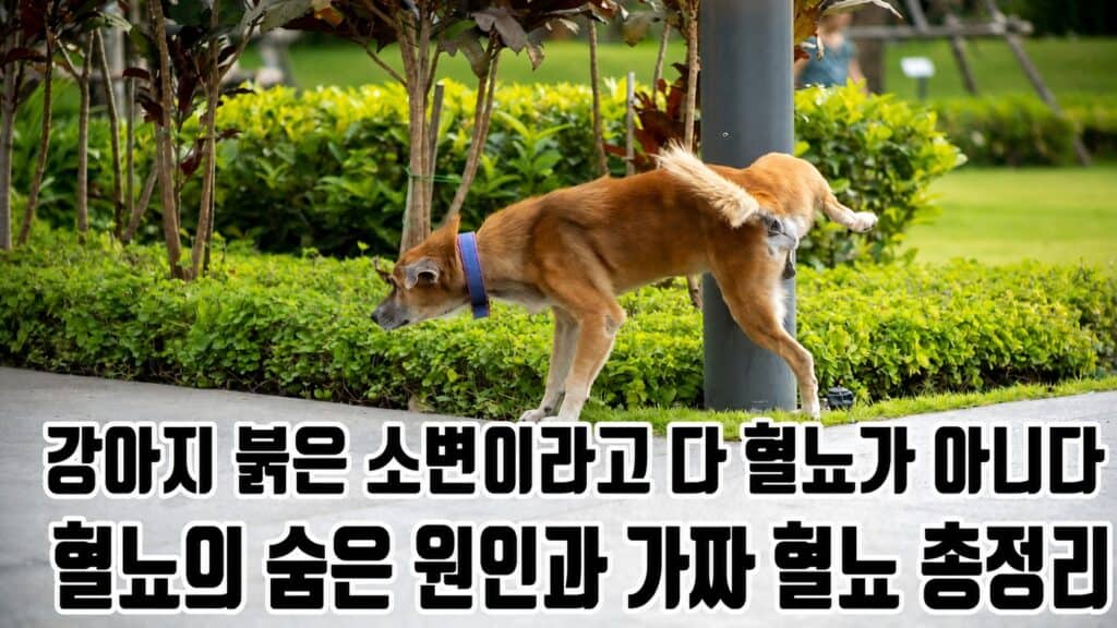 풀밭에서 소변을 보는 강아지 — 강아지 혈뇨의 숨은 원인과 가짜 혈뇨 총정리