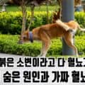 풀밭에서 소변을 보는 강아지 &mdash; 강아지 혈뇨의 숨은 원인과 가짜 혈뇨 총정리