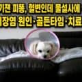 딸기잼 혈변 증상을 보인 인천 청라 펫샵의 말티즈 강아지