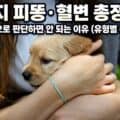 보호자가 두 손으로 작은 강아지를 감싸 안고 있는 모습, 강아지 피똥&middot;혈변 건강 관리