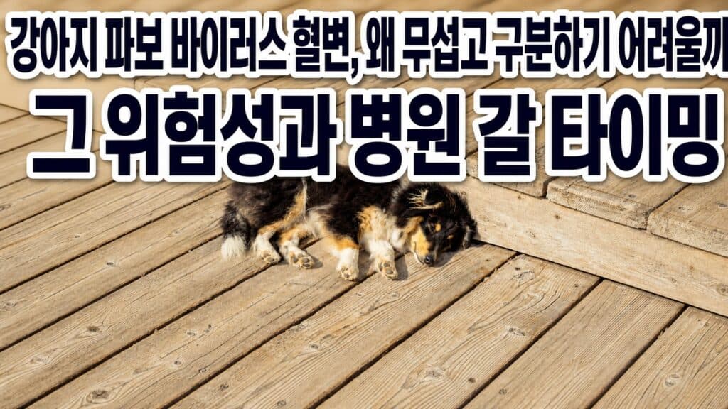 강아지 파보바이러스 혈변, 왜 무섭고 구분하기 어려울까 — 위험성과 병원 갈 타이밍