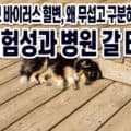 강아지 파보바이러스 혈변, 왜 무섭고 구분하기 어려울까 &mdash; 위험성과 병원 갈 타이밍