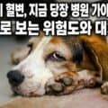강아지가 힘없이 엎드려 있는 모습, 혈변 등 건강 이상이 의심되는 상황