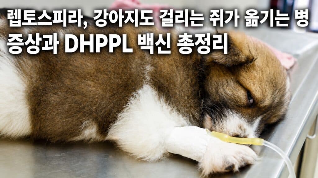 힘없이 엎드려 있는 강아지 - 렙토스피라 감염 초기 무기력 증상