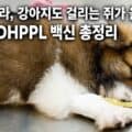 힘없이 엎드려 있는 강아지 - 렙토스피라 감염 초기 무기력 증상