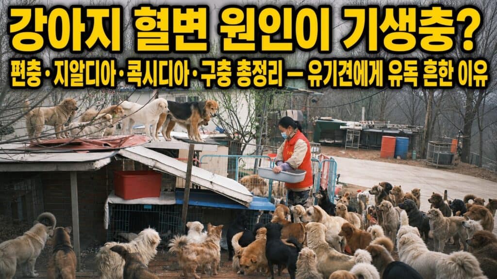 강아지 혈변의 원인, 기생충을 다룬 글의 썸네일 이미지