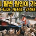 강아지 혈변의 원인, 기생충을 다룬 글의 썸네일 이미지