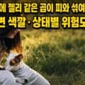 강아지 점액혈변 색깔과 상태별 위험도를 정리한 대표 이미지