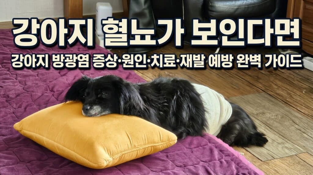 강아지 혈뇨 방광염 증상을 설명하는 썸네일 이미지