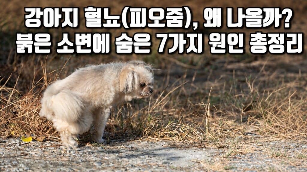 길가 풀밭에서 소변을 보는 강아지 - 강아지 혈뇨(피오줌) 원인 7가지 총정리