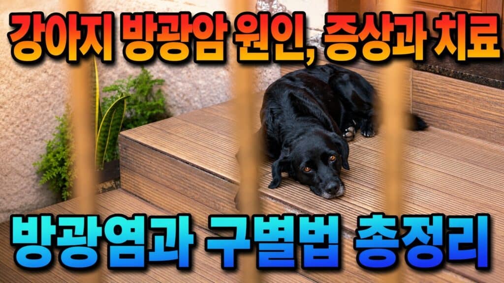 강아지 방광암 증상과 치료, 방광염과 구별법