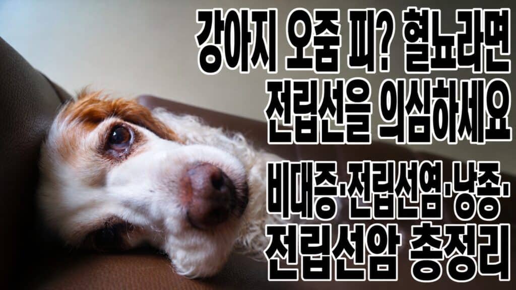 수컷 강아지 혈뇨와 전립선 질환을 다룬 글의 썸네일, 비대증부터 전립선암까지 총정리