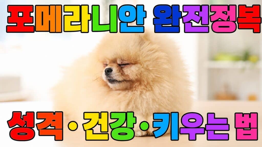 포메라니안 완전정복 성격 건강 키우는 법 안내 표지
