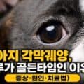 강아지 각막궤양 하루가 골든타임인 이유 증상 원인 치료법 안내 썸네일