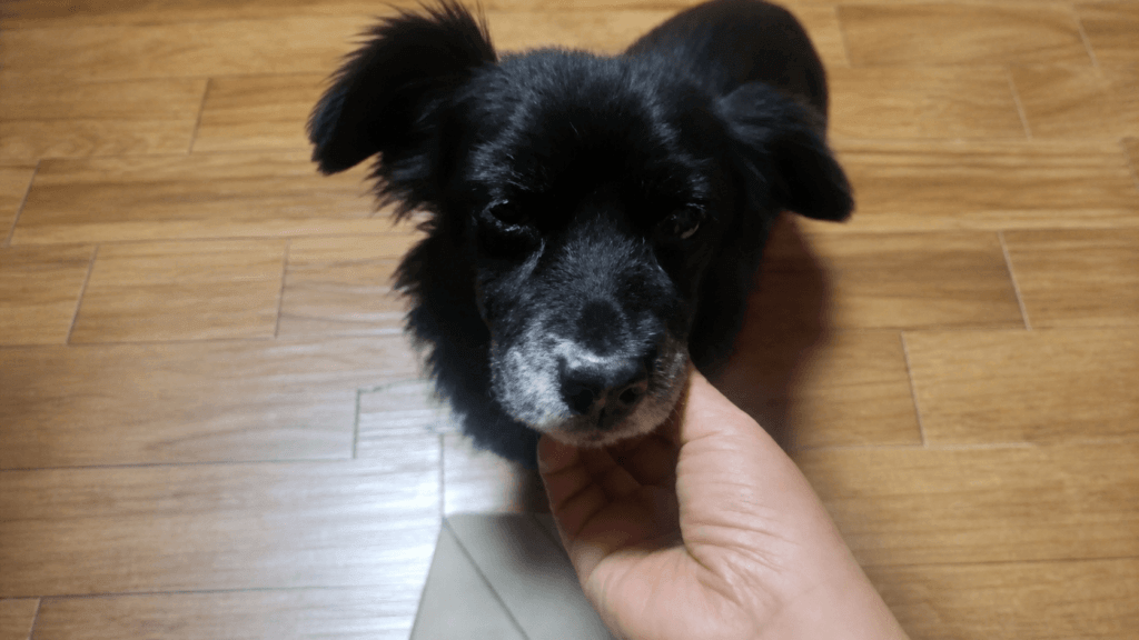 17년 함께한 시니어견 깜순이 눈꼽 관리 실제 사진