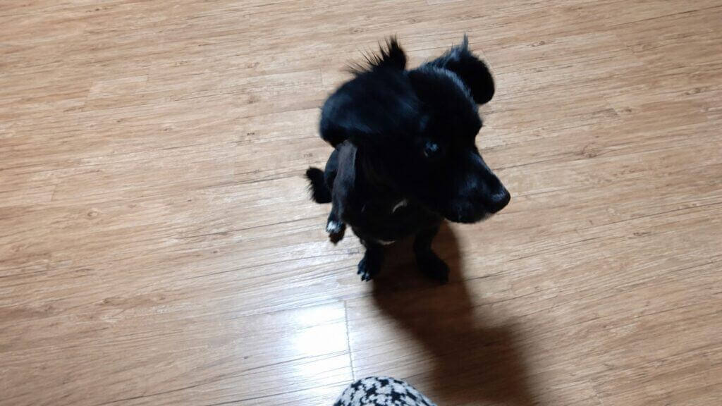 바닥에 앉아 있는 검은 강아지 깜순이, 피부 알레르기로 힘들어하는 반려견