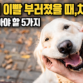 강아지 이빨 부러졌을 때 지금 알아야 할 5가지 &ndash; 소형견 파절 원인부터 자가 검진까지 안내