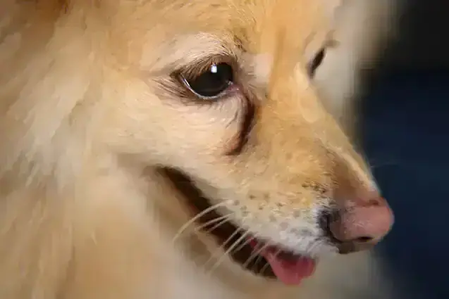 강아지 눈 주변 클로즈업